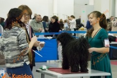 Puli_0102
