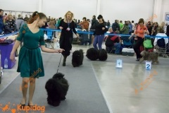Puli_0105