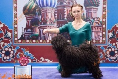 Puli_vilam5