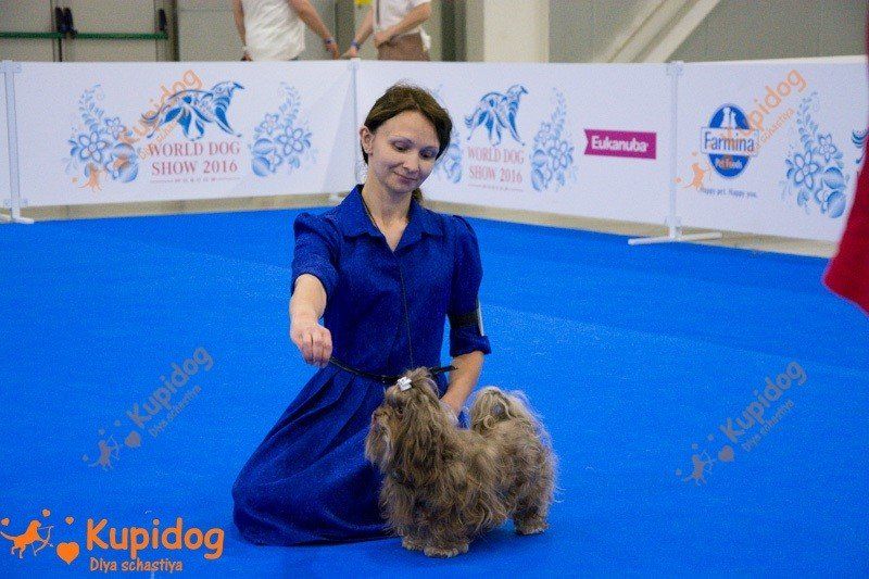 Русская цветная болонка