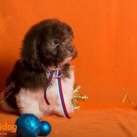 Russian Tsvetnaya Bolonka puppy