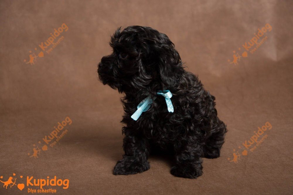Русская Болонка