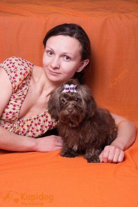 Цветная Болонка
