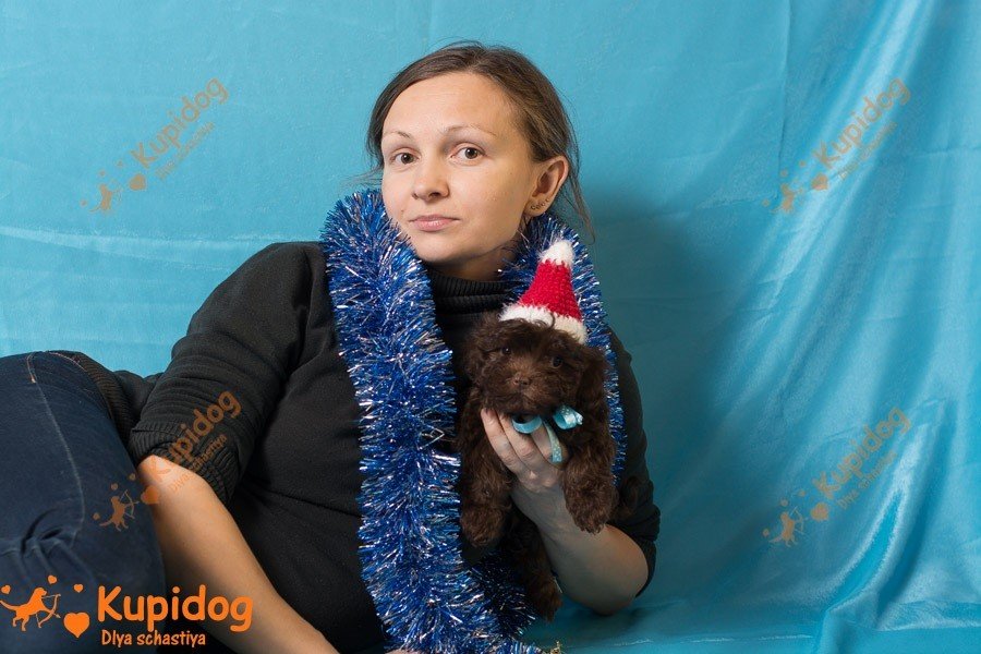 Русская Цветная Болонка