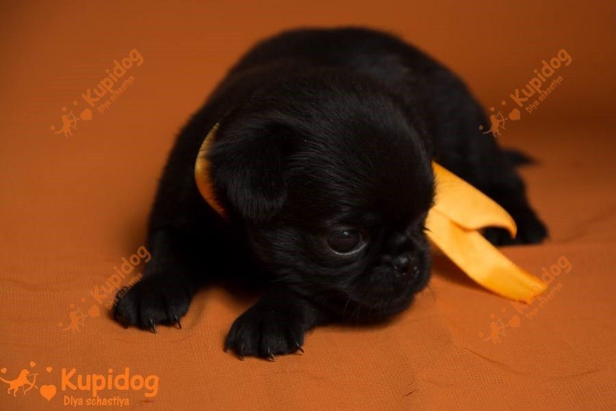 Petit Brabanson