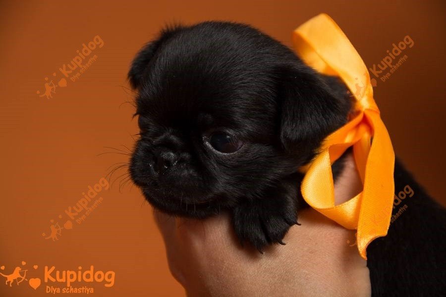 Petit Brabanson
