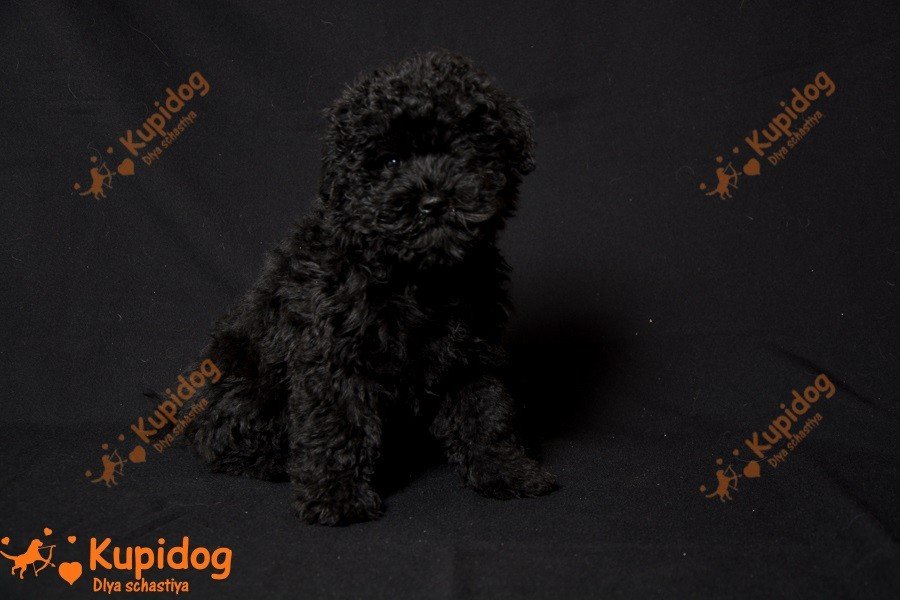Cachorro puli. Perrera Dlya Schastiya.