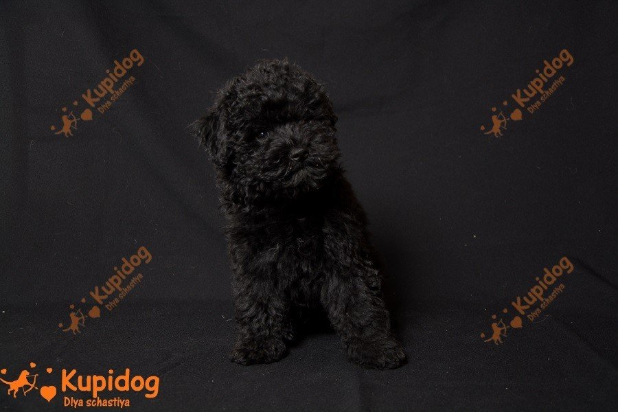 Cachorro puli. Perrera Dlya Schastiya.