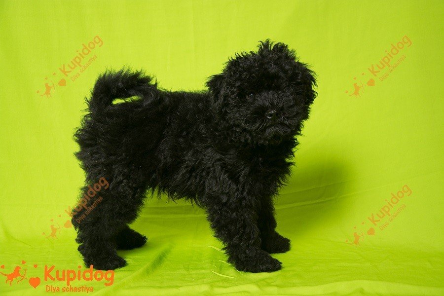 Cachorro puli.