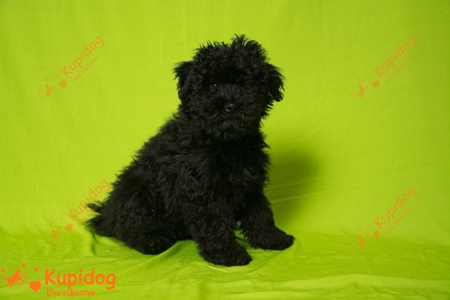 Cachorro puli.