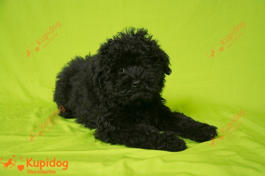 Cachorro puli.