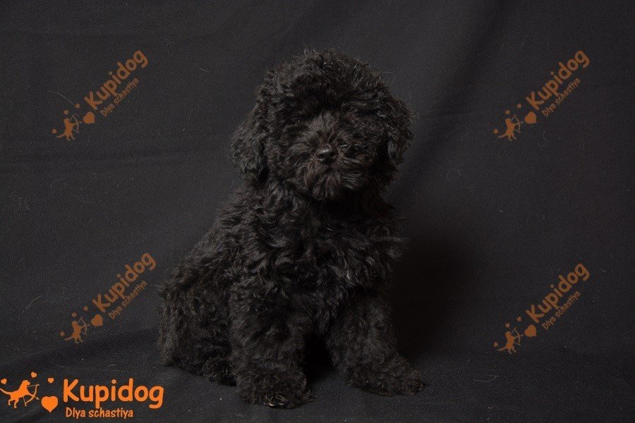 Cachorro puli.