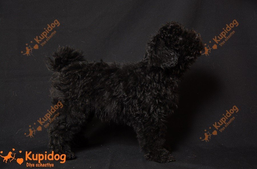 Cachorro puli.