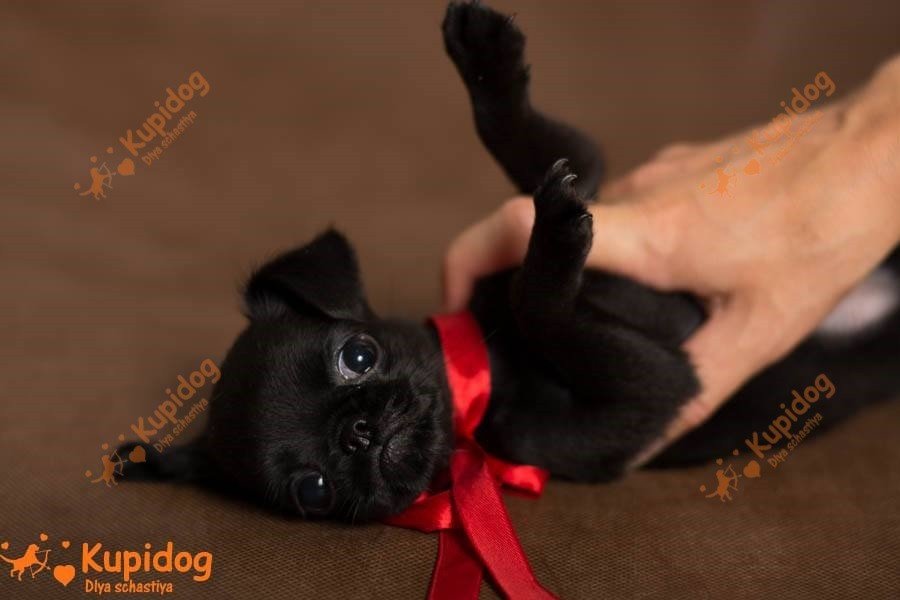 Petit Brabanson