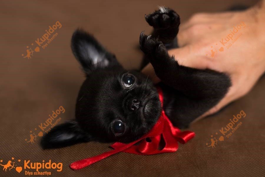 Petit Brabanson