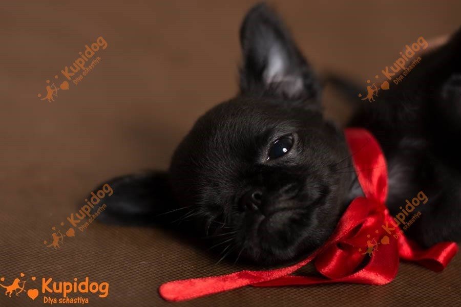 Petit Brabanson