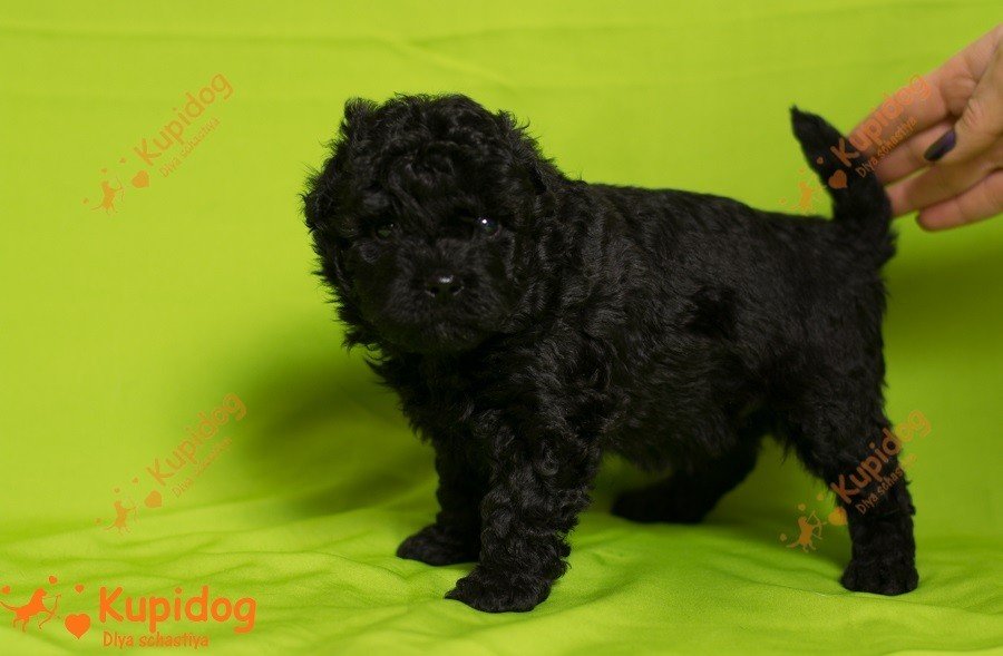 Cachorro puli.