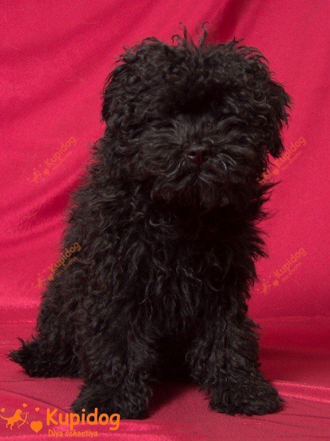 Cachorro puli.