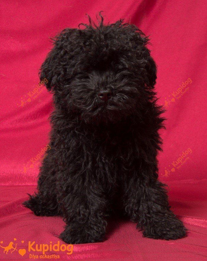 Cachorro puli.