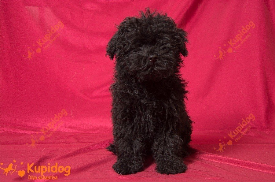 Cachorro puli.