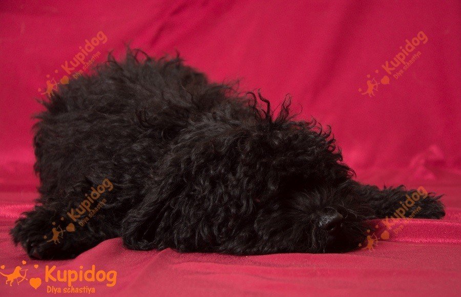 Cachorro puli.
