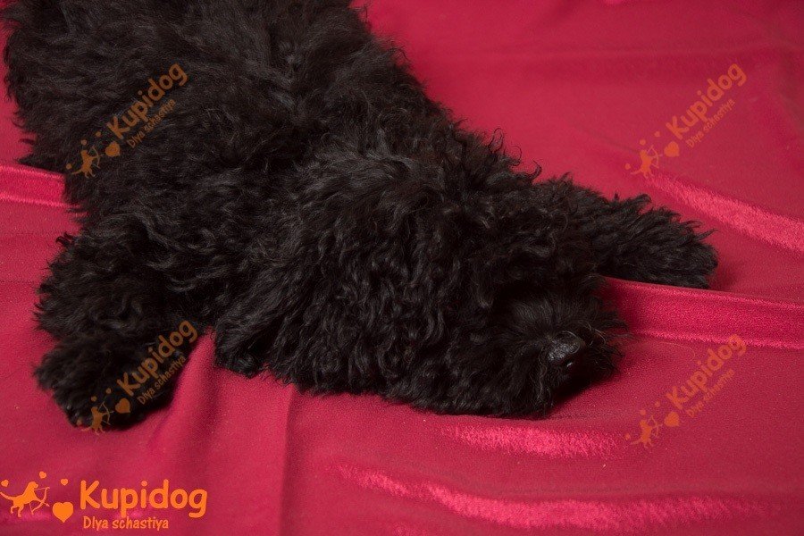Cachorro puli.