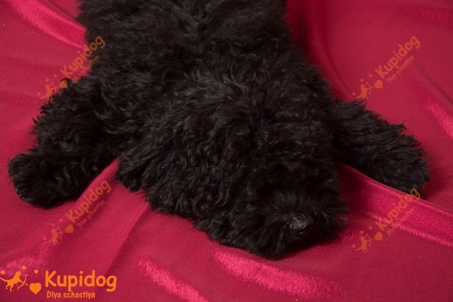 Cachorro puli. Perrera Dlya Schastiya.