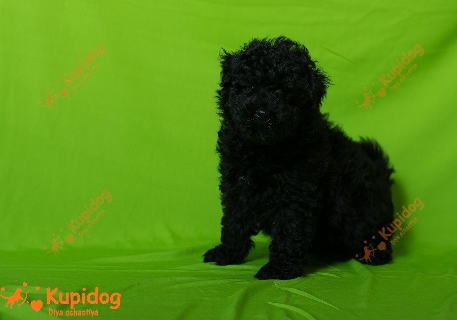 Cachorro puli. Perrera Dlya Schastiya.