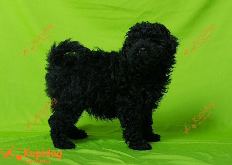 Cachorro puli. Perrera Dlya Schastiya.