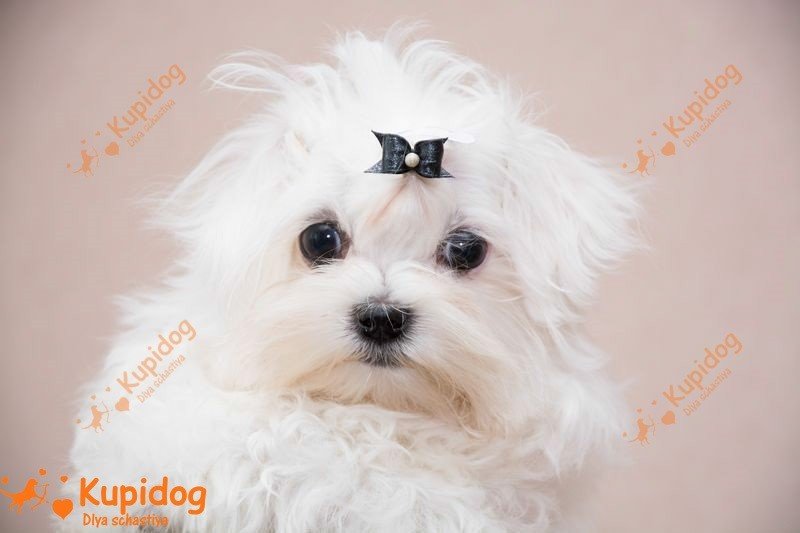 Maltese