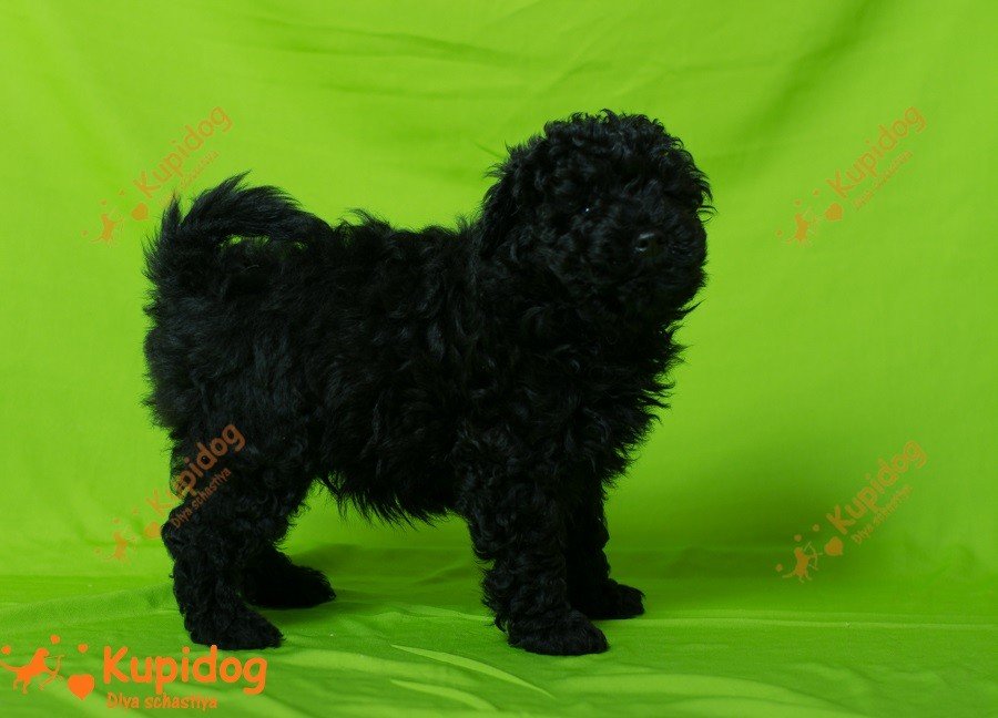 Cachorro puli. Perrera Dlya Schastiya.