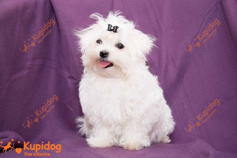 Maltese