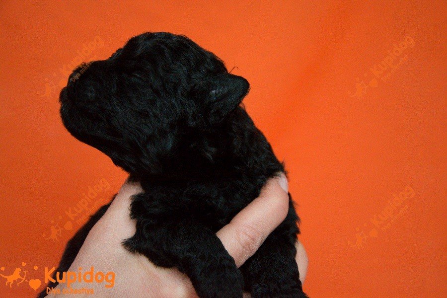 Cachorro puli. Perrera Dlya Schastiya.