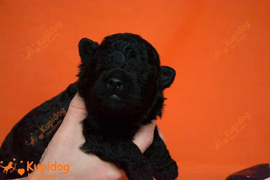 Cachorro puli. Perrera Dlya Schastiya.