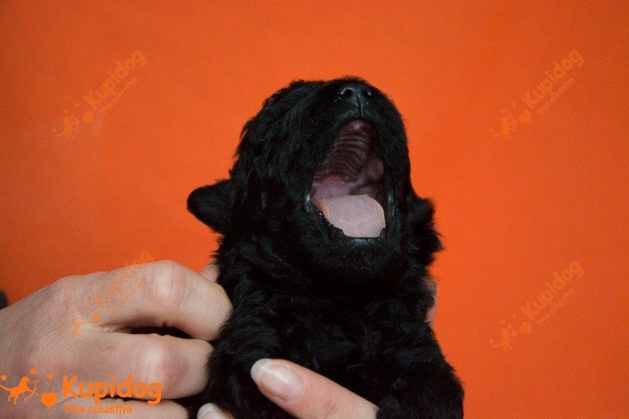 Cachorro puli. Perrera Dlya Schastiya.