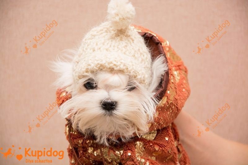 Maltese