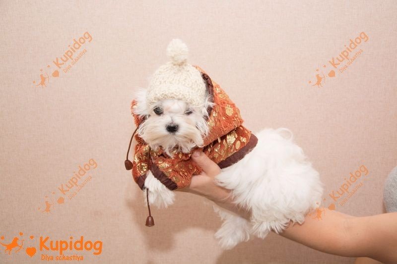 Maltese