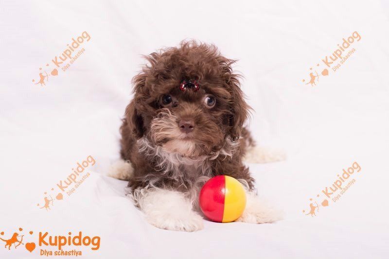 Купить щенка болонки.