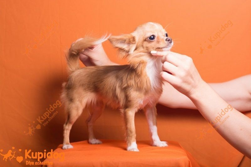 Чихуахуа
