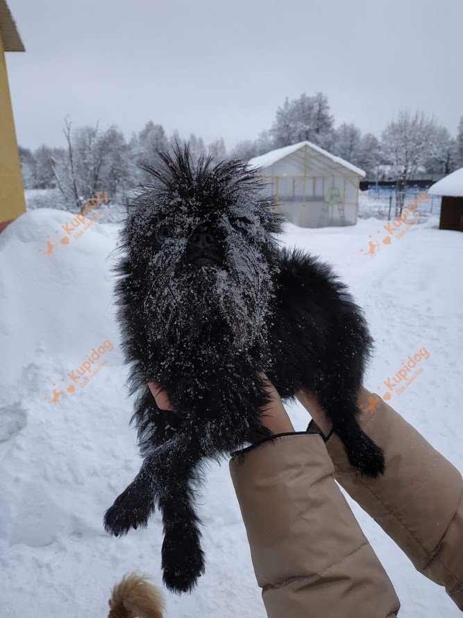 Бельгийский гриффон