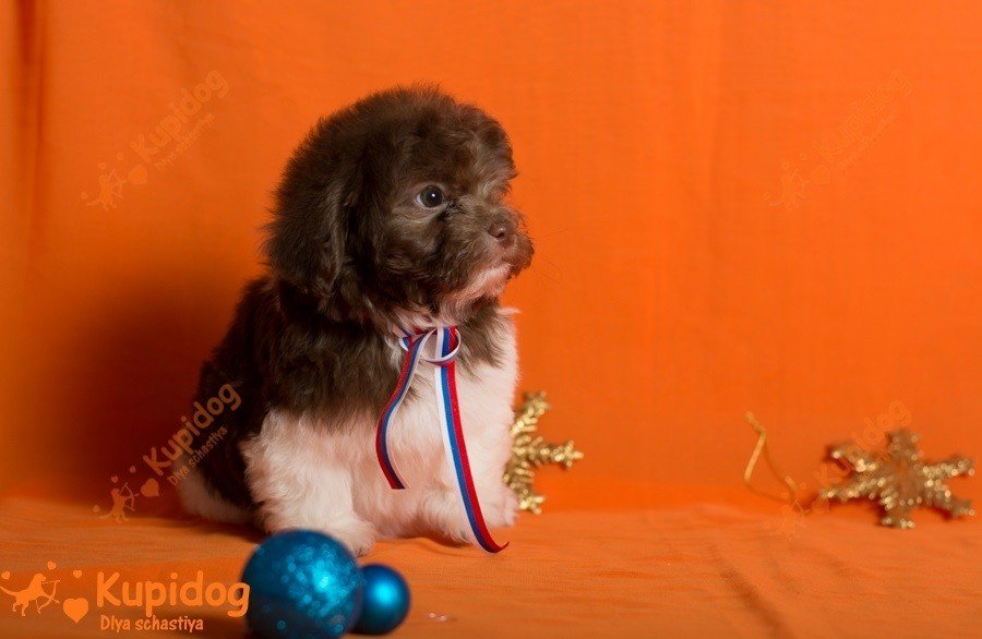 Russian Tsvetnaya Bolonka puppy