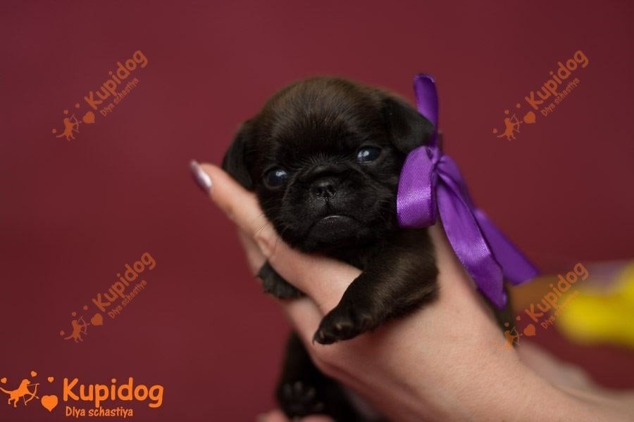 El cachorro de la Pti Brabanson.