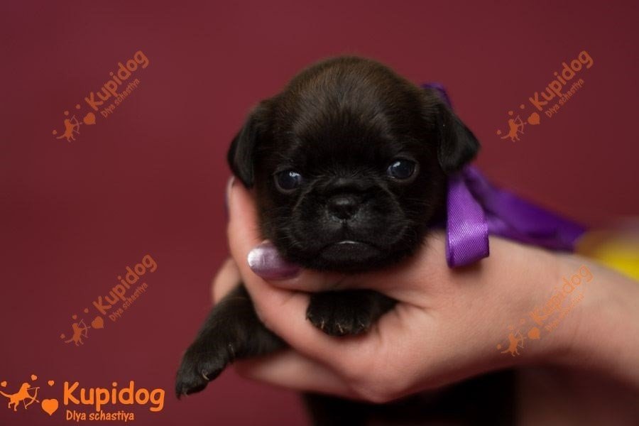 El cachorro de la Pti Brabanson.