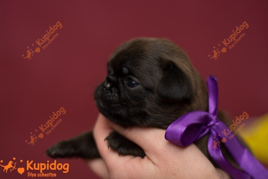 El cachorro de la Pti Brabanson.