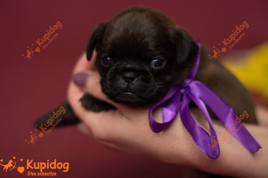 El cachorro de la Pti Brabanson.