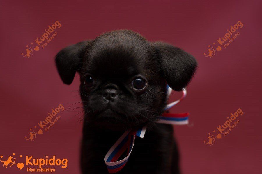 Welpe Petit Brabanson.