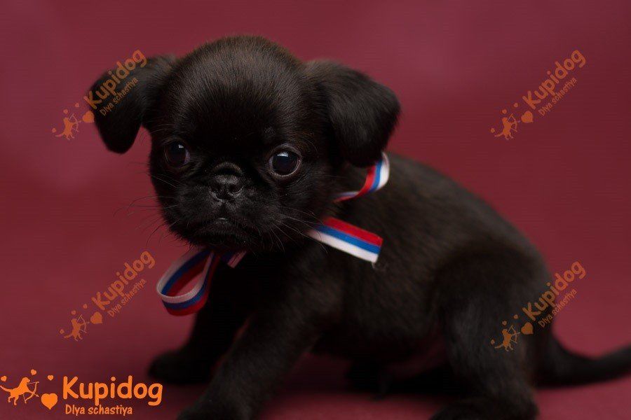 Welpe Petit Brabanson.