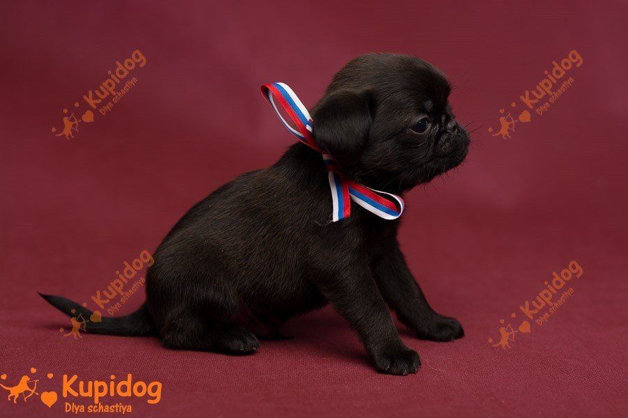 Welpe Petit Brabanson.