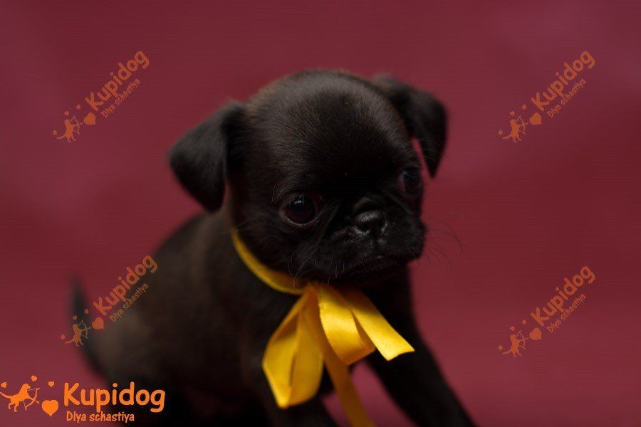 Petit Brabanson