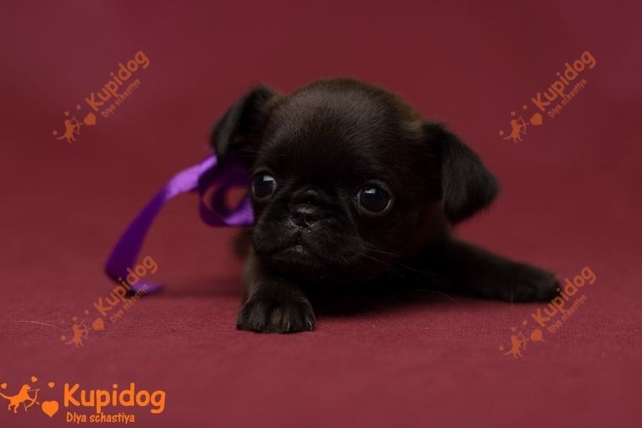 El cachorro de la Pti Brabanson.